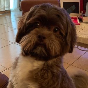 Meet your Posher, Dempsy